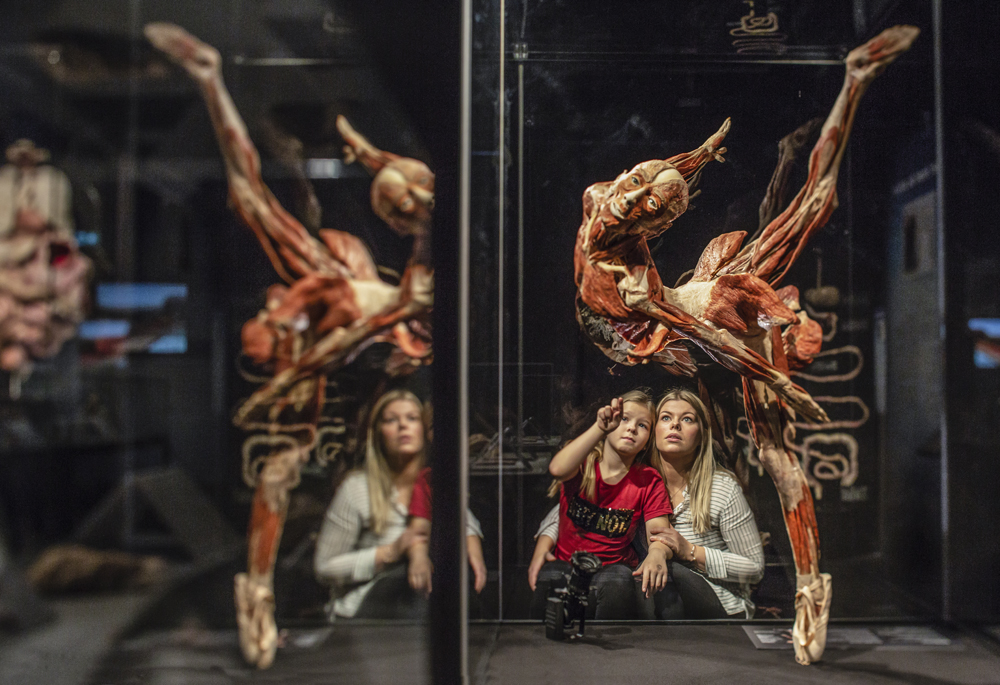 © Gunther von Hagens‘ KÖRPERWELTEN, Institut für Plastination, Heidelberg, www.koerperwelten.de, David Trood