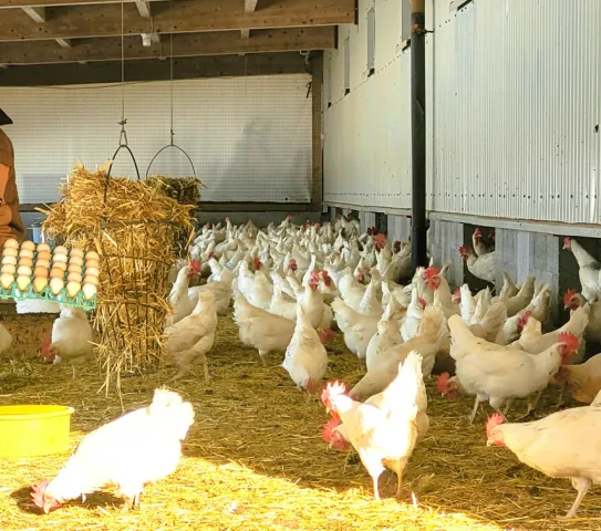 Frisch vom Hof: Die Eier für den Osterhasen kann man mittwochs und samstags direkt bei Familie Dötz in Sulzberg-Ried kaufen