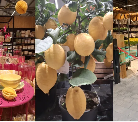 Am Abend des 18. März war die offizielle Eröffnungsfeier des neuen Kutter Gartencenters, auf dem Bild schneiden der Inhaber des Familienbetriebs, Michael Kutter und sein Sohn ein rotes Band durch