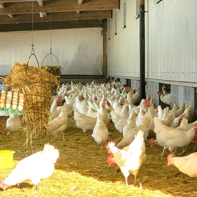 Frisch vom Hof: Die Eier für den Osterhasen kann man mittwochs und samstags direkt bei Familie Dötz in Sulzberg-Ried kaufen