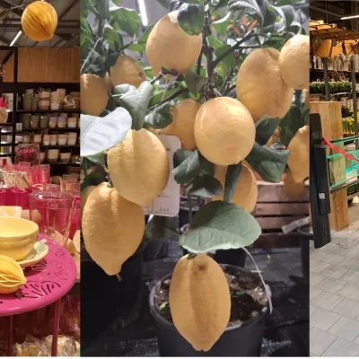 Am Abend des 18. März war die offizielle Eröffnungsfeier des neuen Kutter Gartencenters, auf dem Bild schneiden der Inhaber des Familienbetriebs, Michael Kutter und sein Sohn ein rotes Band durch